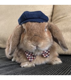 British gentleman style pet...