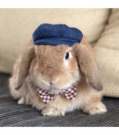 British gentleman style pet...
