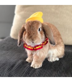 Cute and playful pet...