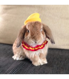 Cute and playful pet...