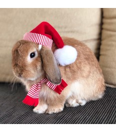 Red and white Christmas pet...