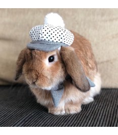 Fresh and cute style pet suit