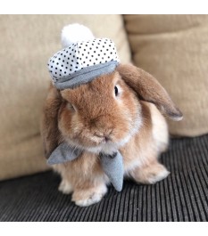 Fresh and cute style pet suit