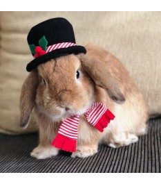 Classic black pet hat