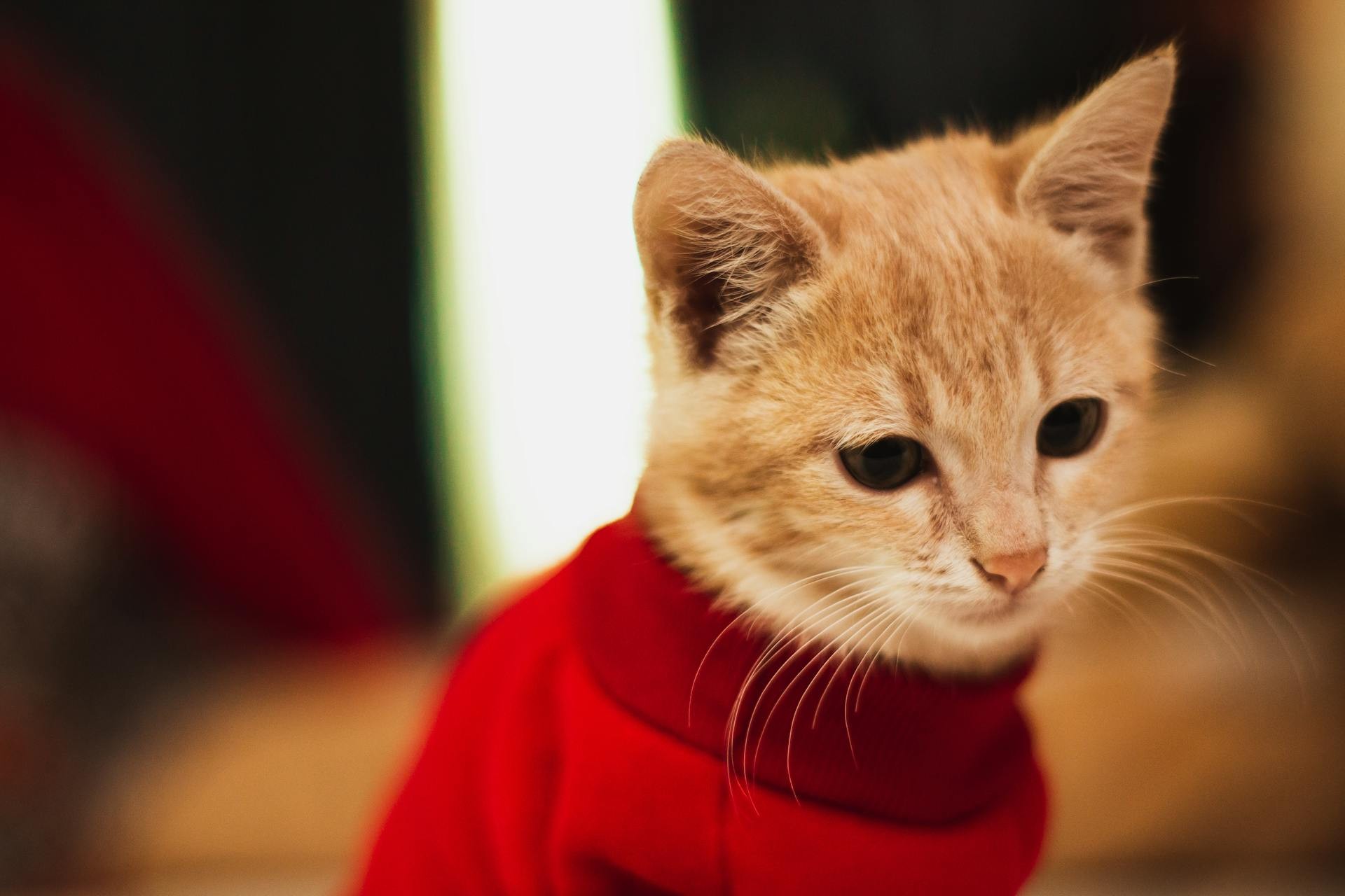 Can’t Miss Pet Fashion