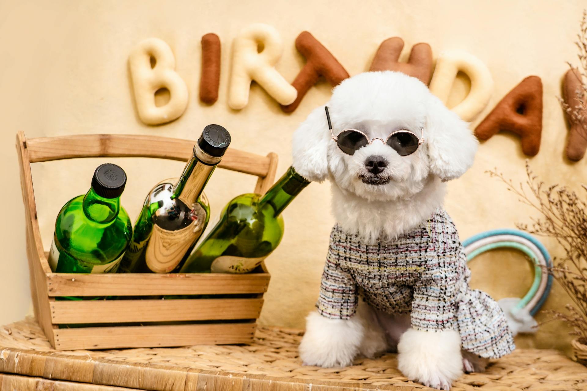 Pet Style Inspiration Incoming